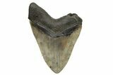 Huge, Fossil Megalodon Tooth - North Carolina #261021-2
